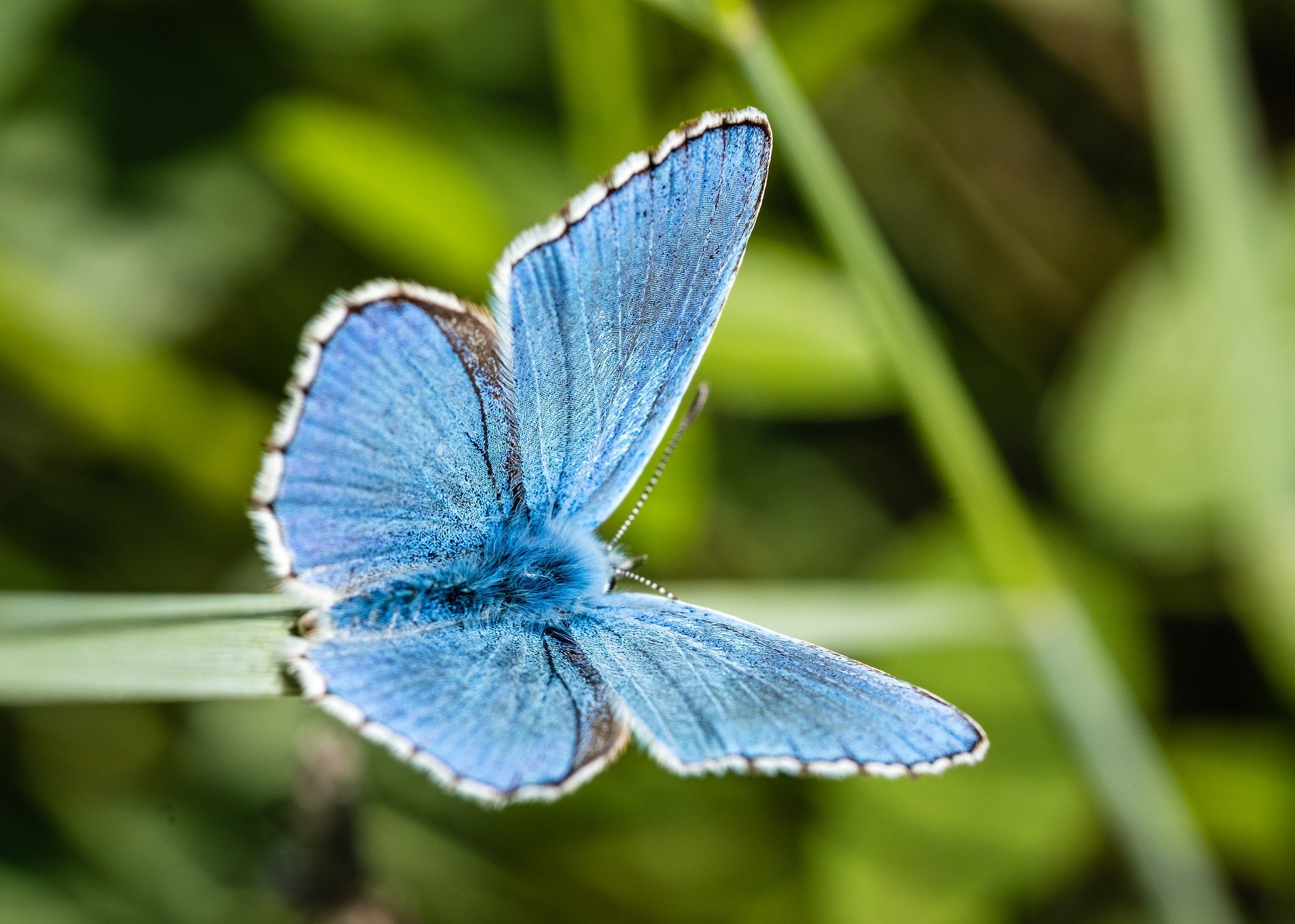 A blue butterfly resting on a flower, symbolizing new beginnings.